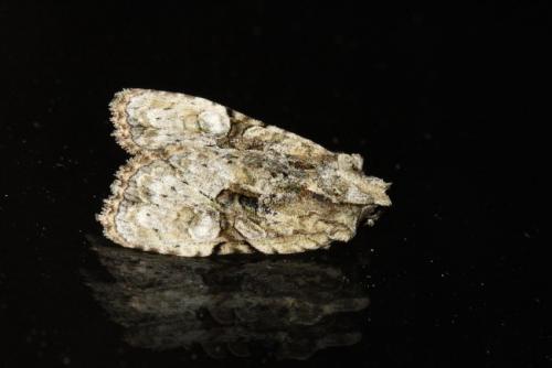 Oligia modica